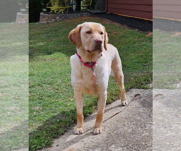 Medium Photo #3 Labrador Retriever Puppy For Sale in Arlington, VA, USA