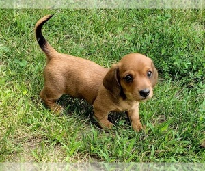 Dachshund Puppy for sale in CLARK, MO, USA