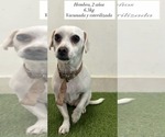 Small Chihuahua Mix
