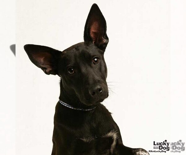 Medium Photo #4 Labrador Retriever-Unknown Mix Puppy For Sale in Washington, DC, USA