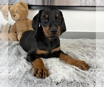 Small Photo #4 Doberman Pinscher Puppy For Sale in FRANKLIN, IN, USA