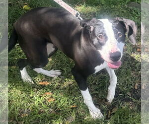 Eden - Female Labrador Retriever Dog for Adoption - Photo #2