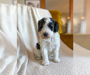 Goldendoodle (Miniature) Puppy for sale in LETTS, IA, USA