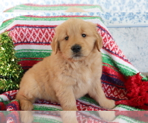 Golden Retriever Puppy for sale in SHILOH, OH, USA
