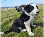Small Photo #226 Border Collie Puppy For Sale in NORBORNE, MO, USA