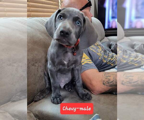 Medium Photo #1 Weimaraner Puppy For Sale in MOUNT CORY, OH, USA