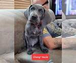 Small Photo #1 Weimaraner Puppy For Sale in MOUNT CORY, OH, USA
