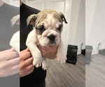 Puppy Priscilla English Bulldog
