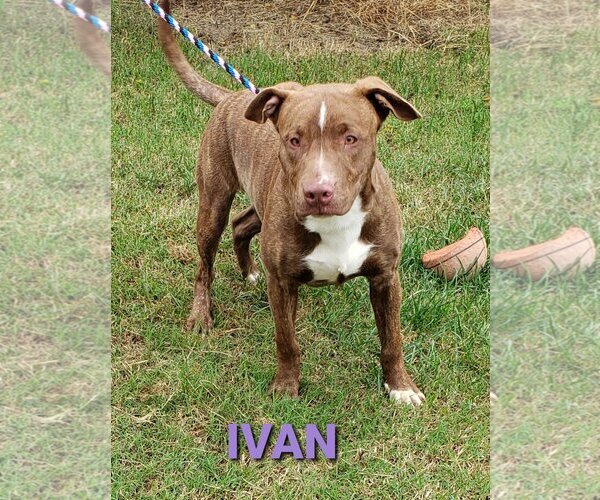 Medium Photo #1 American Pit Bull Terrier-Unknown Mix Puppy For Sale in Seaford, DE, USA