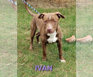 American Pit Bull Terrier-Unknown Mix Dogs for adoption in Seaford, DE, USA