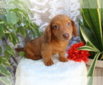 Small #2 Dachshund