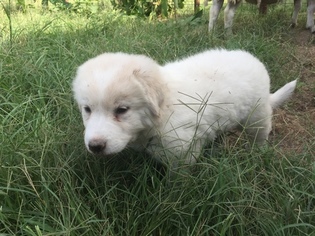 Great Pyrenees Puppy for sale in KAUFMAN, TX, USA