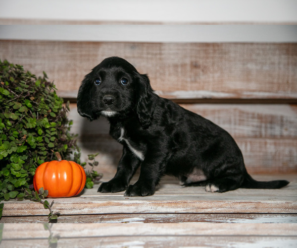 Medium Photo #3 Cocker Spaniel Puppy For Sale in SHREVE, OH, USA