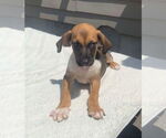 Small #10 Mutt