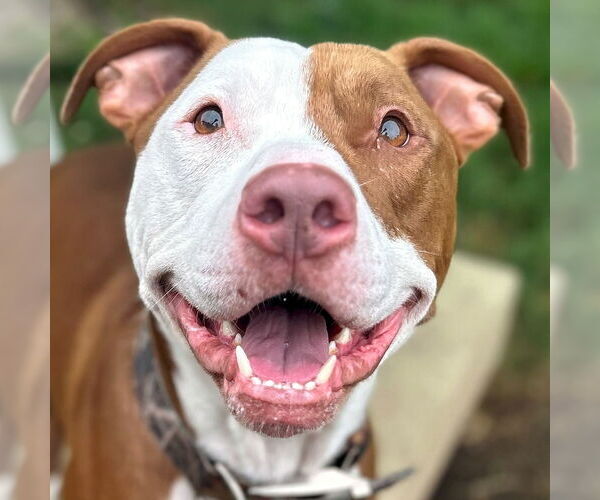 Medium Photo #1 American Pit Bull Terrier-Unknown Mix Puppy For Sale in Jefferson, WI, USA