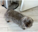 Small #1 Poodle (Miniature) Mix