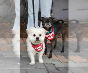 Luna - Female Buggs Dog for Adoption - Photo #7
