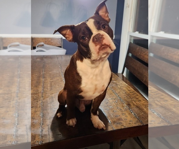 Medium Photo #1 Boston Terrier Puppy For Sale in NEWBURGH, IN, USA
