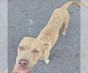 American Staffordshire Terrier-Unknown Mix Dogs for adoption in San Antonio, TX, USA