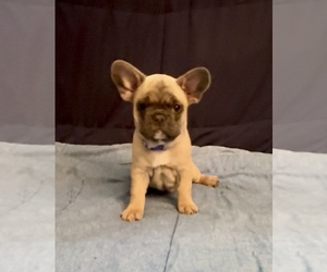 Medium French Bulldog