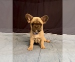 Puppy Astro Harlow French Bulldog