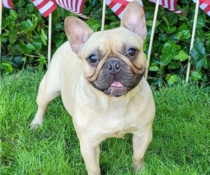 French Bulldog Puppy for sale in SPRINGFIELD, OR, USA