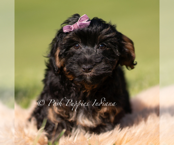 Medium Photo #2 Yorkipoo Puppy For Sale in WARSAW, IN, USA