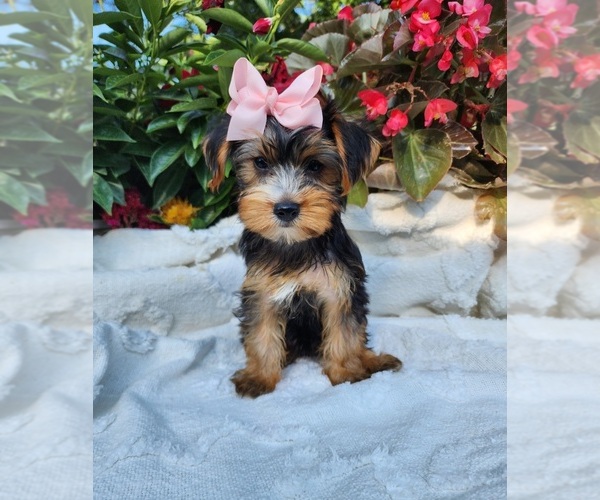 Medium Photo #5 Yorkshire Terrier Puppy For Sale in INDIANAPOLIS, IN, USA