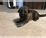 Small Photo #1 German Shepherd Dog Puppy For Sale in LEAD HILL, AR, USA