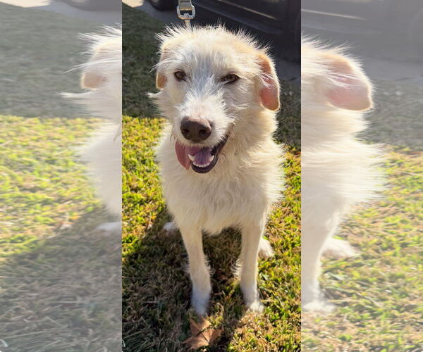 Medium Photo #3 Unknown-Wheaten Terrier Mix Puppy For Sale in Rockaway, NJ, USA