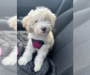Maltipoo Puppy for sale in FALL RIVER, MA, USA