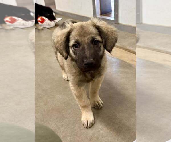 Medium Photo #1 Anatolian Shepherd-Golden Retriever Mix Puppy For Sale in Cave Creek, AZ, USA