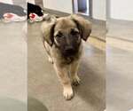 Watson - Female Anatolian Shepherd-Golden Retriever Mix Dog for Adoption - Small photo