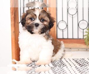 Shih Tzu Puppy for sale in NAPLES, FL, USA