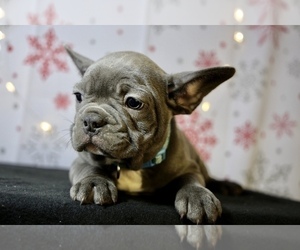 French Bulldog Puppy for sale in BROOKLYN, NY, USA