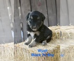 Puppy Wyatt Australian Shepherd