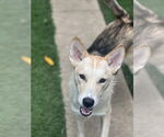 Small #6 Huskies  Mix