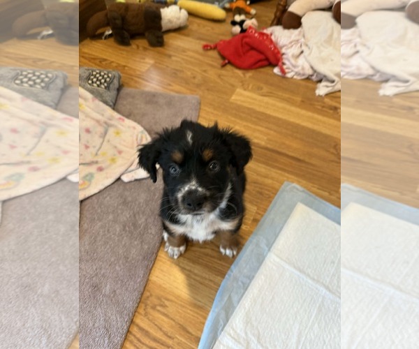 Medium Photo #4 Australian Shepherd-Unknown Mix Puppy For Sale in Plainfield, IL, USA