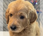 Small #7 Goldendoodle