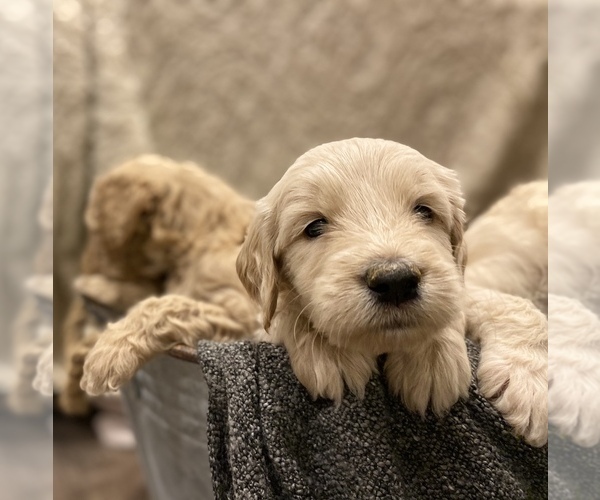 Medium Photo #4 Goldendoodle-Poodle (Standard) Mix Puppy For Sale in SACRAMENTO, CA, USA