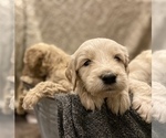 Small Photo #4 Goldendoodle-Poodle (Standard) Mix Puppy For Sale in SACRAMENTO, CA, USA