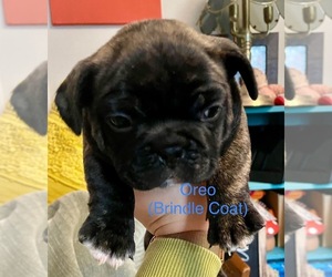 Medium Faux Frenchbo Bulldog