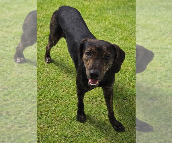 Medium Photo #1 Coonhound-Unknown Mix Puppy For Sale in Tampa, FL, USA