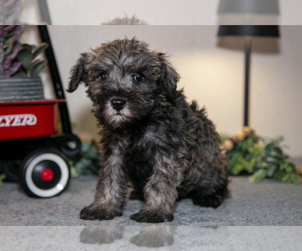 Medium Photo #13 Schnauzer (Miniature) Puppy For Sale in SHILOH, OH, USA