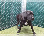 Small American Pit Bull Terrier