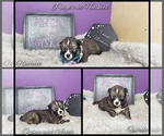 Small Photo #10 Siberian Husky Puppy For Sale in BLOOMFIELD, IN, USA