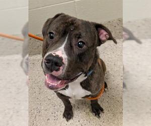 American Pit Bull Terrier Dogs for adoption in Brighton, CO, USA