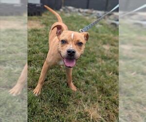 American Pit Bull Terrier Dogs for adoption in Derwood, MD, USA