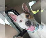 Small #5 American Staffordshire Terrier Mix