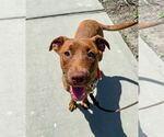 Small #1 Labrador Retriever Mix